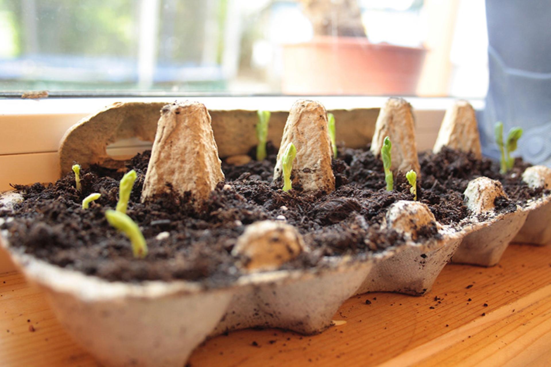 Seedlings grow in an egg carton on a windowsill